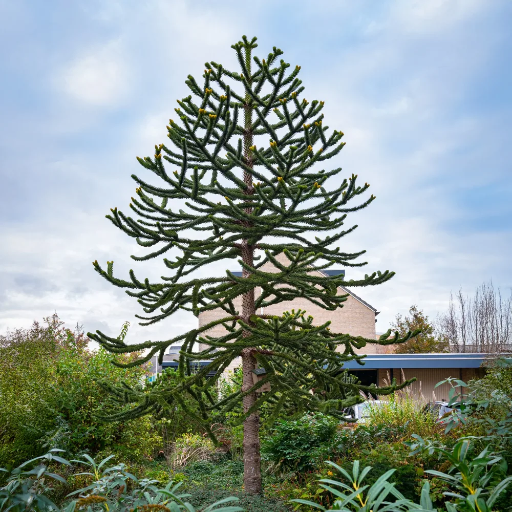 Désespoir des singes Araucaria imbricata