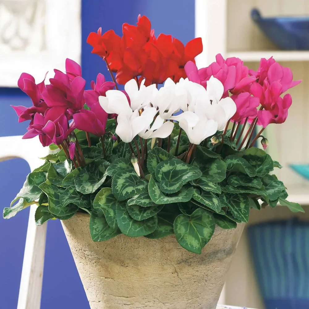 3 Mini-cyclamens Super série Cyclamen super série