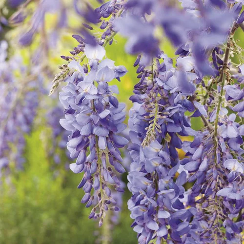 Glycine SINENSIS BLEU. Le pot de 3 litres