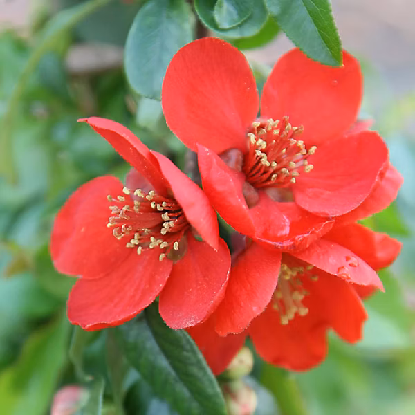 2 x Cognassier du Japon – Chaenomeles superba 'Crimson And Gold' | 30 | 40 cm pot