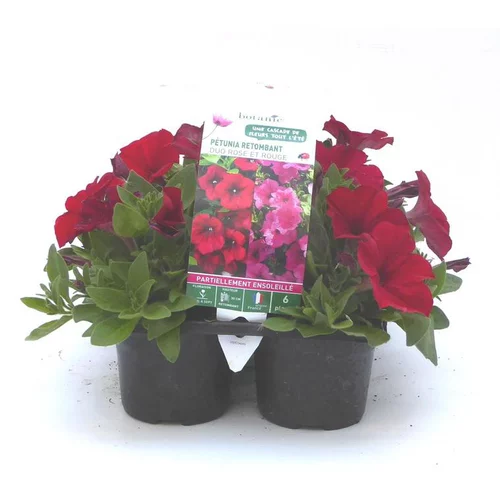 Pétunia retombant rose - Le pack de 6 plants