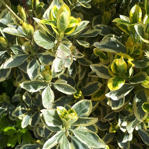 Euonymus Japonicus Bravo vert Touffe 25/30 cm en pot de 3 L
