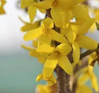 Forsythia Intermedia Lynwood Gold – 60/90 cm