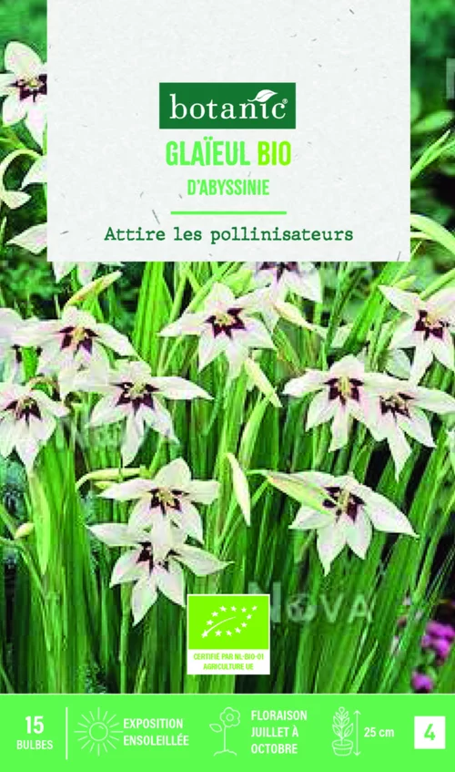 Bulbes de fleurs Glaïeul d’Abyssinie bio botanic® - 15 bulbes