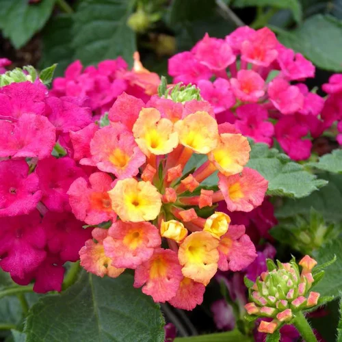 Lantana à fleurs multicolores - Le pot de 7,5 litres