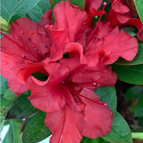 Azalée (Azalea) Encore Ruby rouge. Le pot de 8 litres