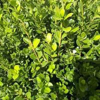 Buis - Le pack de 6 plants