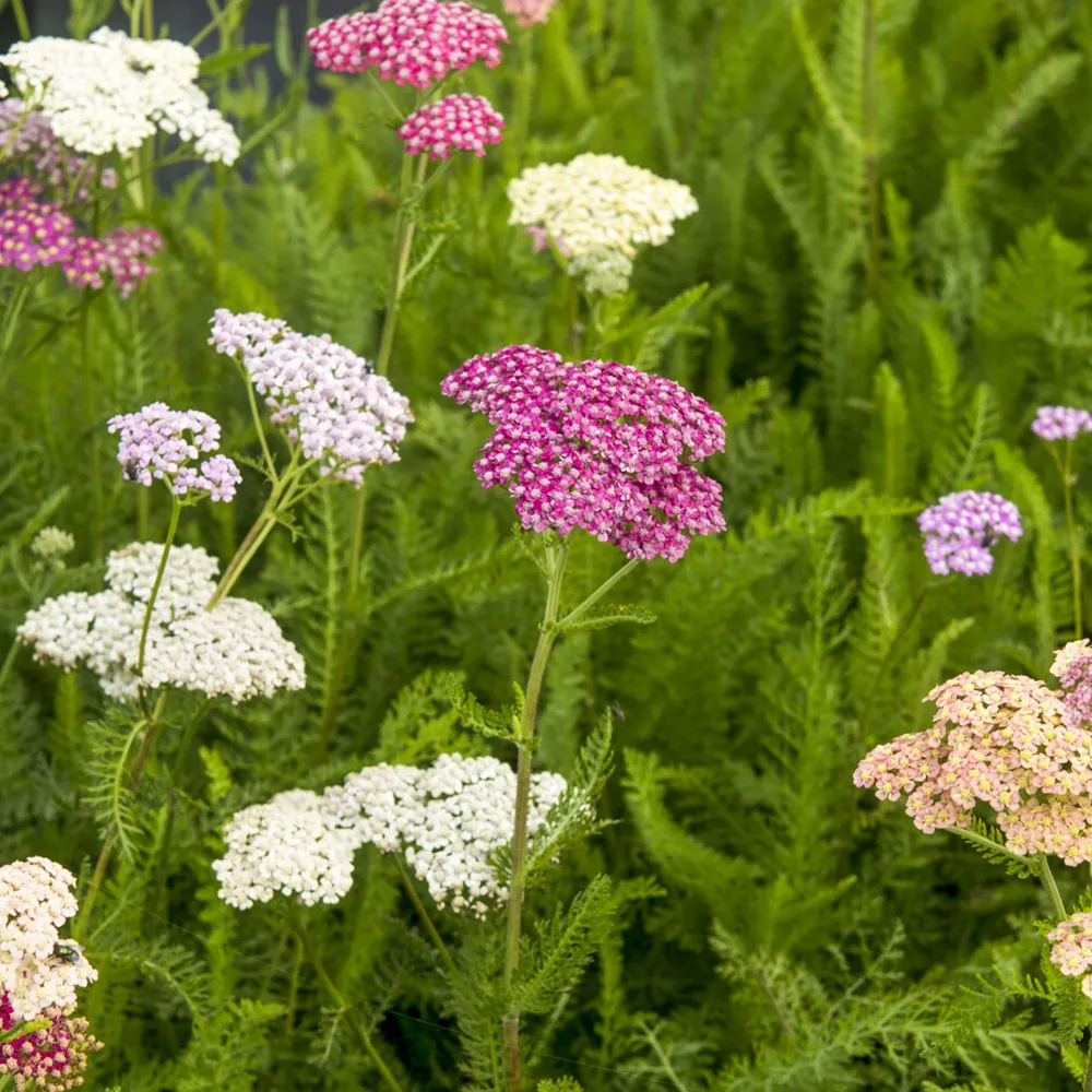 Achillée Summer Pastels Achillea hybride summer pastels