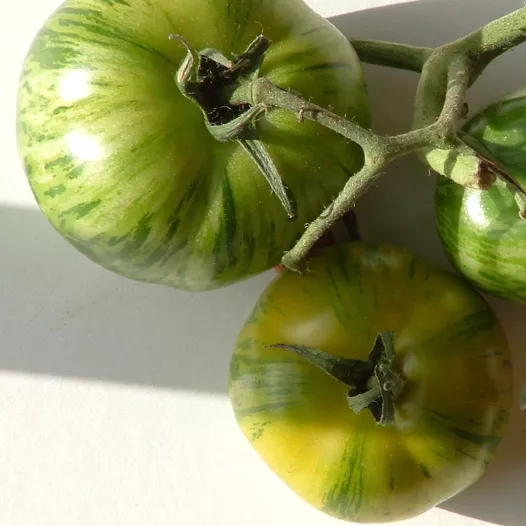 Bio zaden van Tomaat Green Zebra