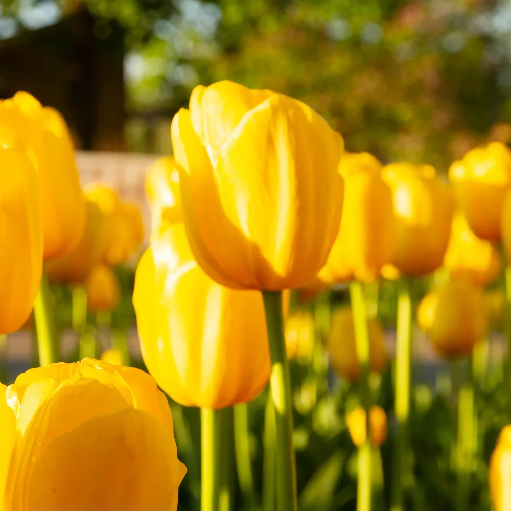5 Tulipes longues tiges jaunes Tulipa