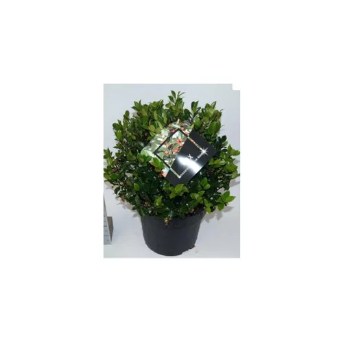Houx (Ilex Meserveae) Blue Maid. Le pot de 8 litres
