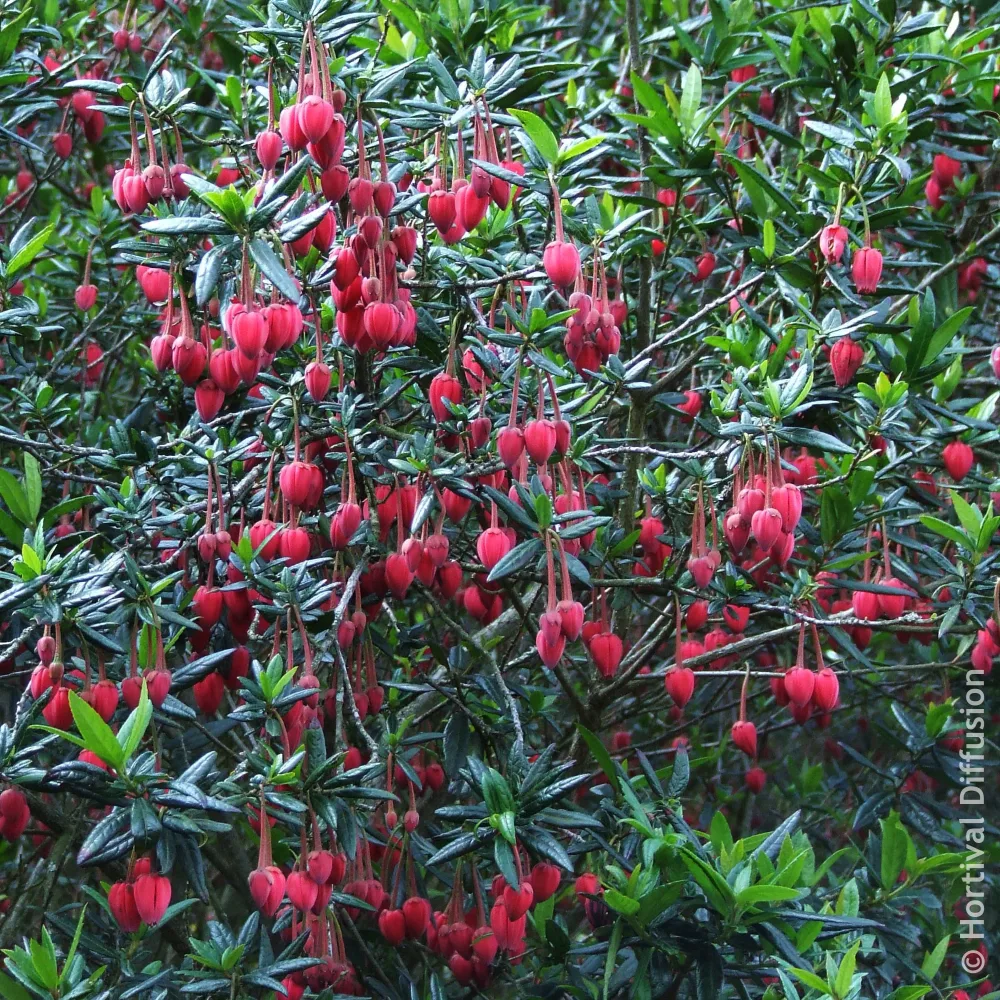 Crinodendron de Hooker Crinodendron hookerianum