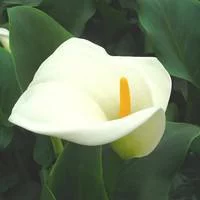 Arum blanc à grandes fleurs - Le pot de 3 litres
