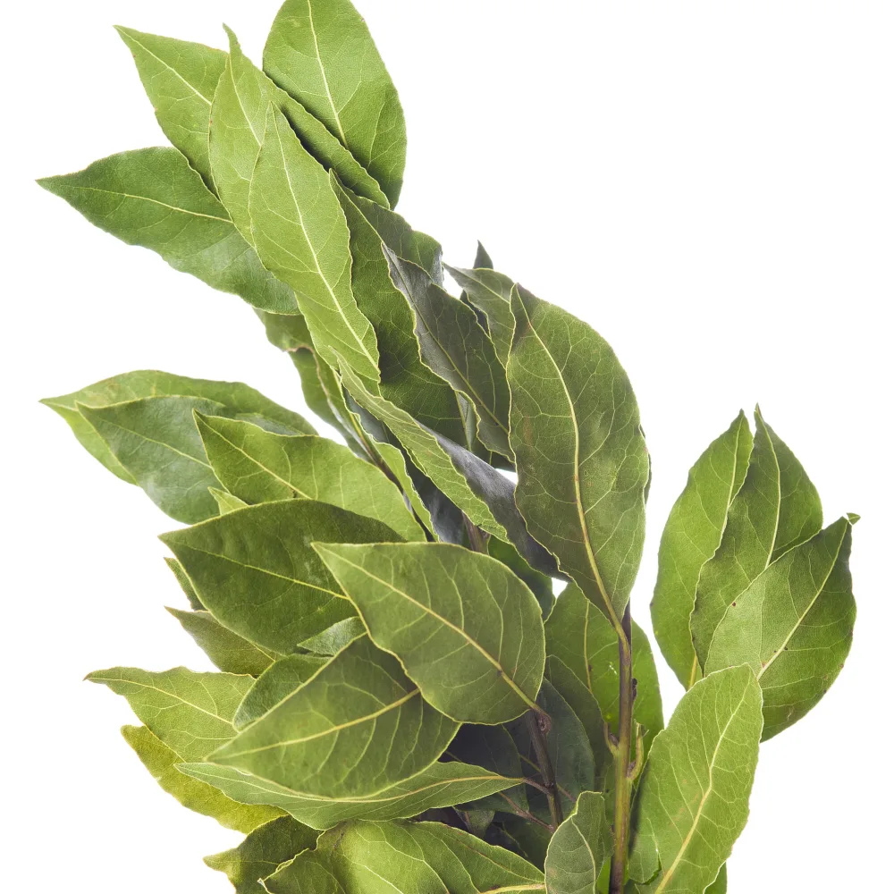 Plant de Laurier sauce Laurus nobilis