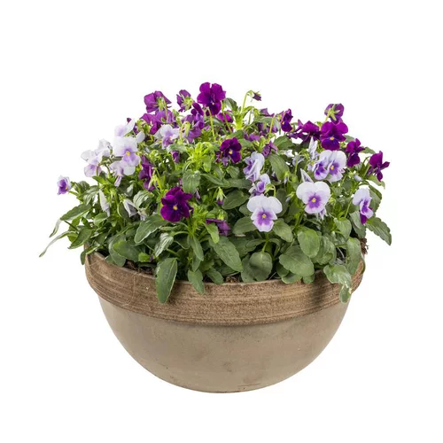 Viola Cornuta - La coupe terre cuite