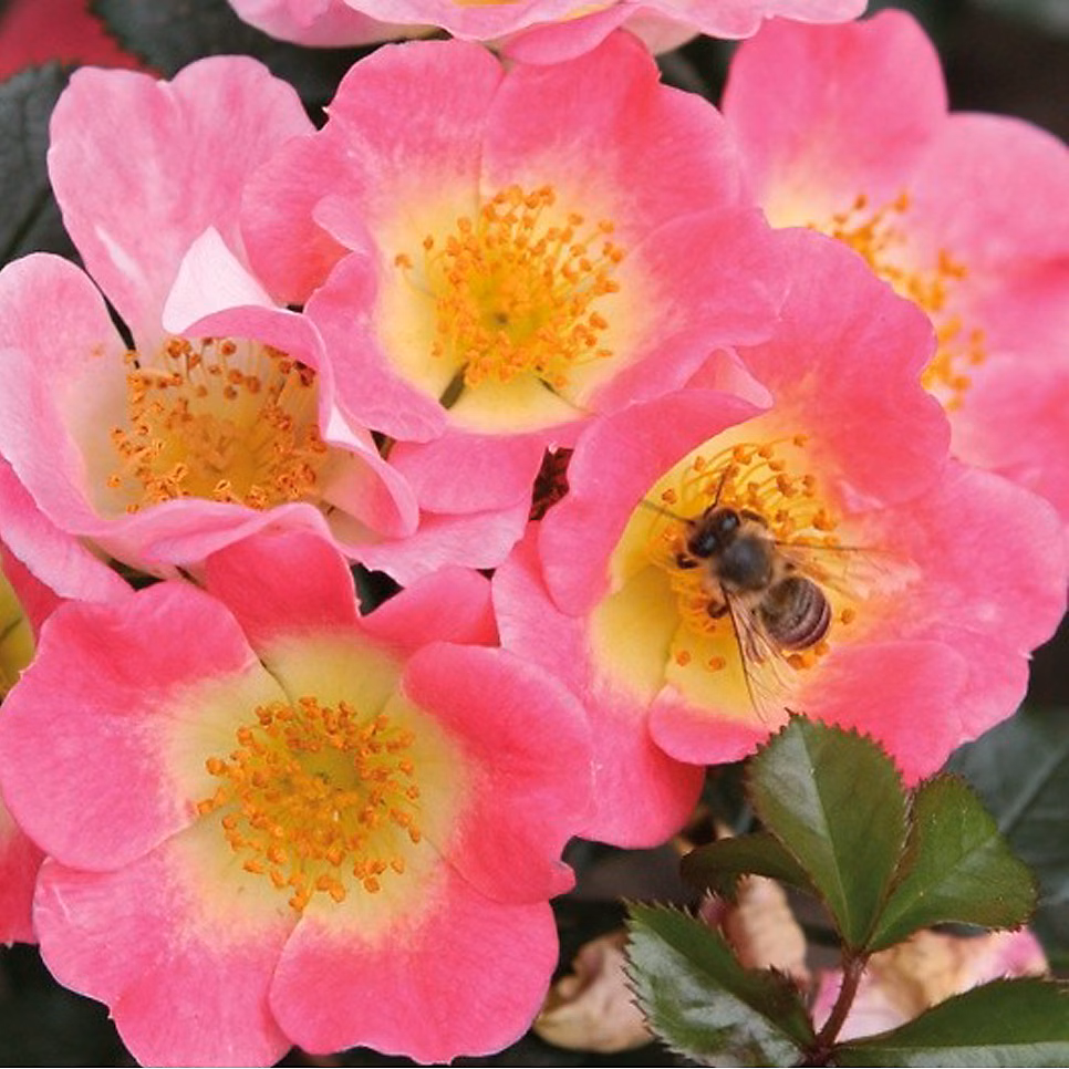 2 x Kordes Nectar Rosier – Rosa 'Topolina'