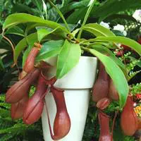 Plante carnivore Nepenthes vert. La suspension Ø 14 cm