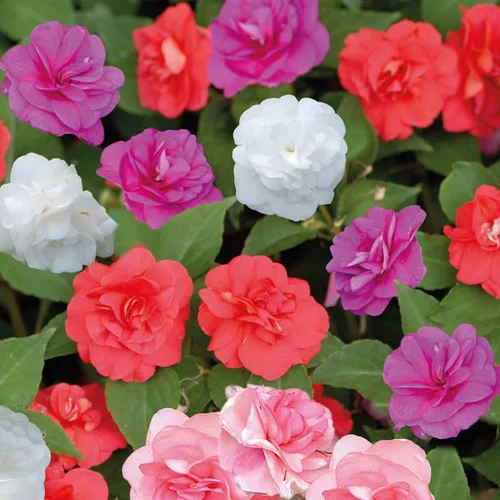 Impatiens double - La barquette de 4 plants