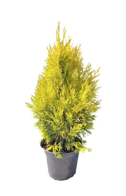 Thuya géant ou Thuja plicata 4 Ever Gold, Le pot de 2 litres