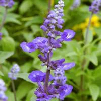 Sauge Farineuse bleue - La coupe de 25 cm