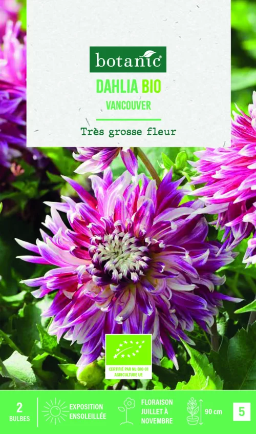 Bulbes de fleurs Dahlia décoratif Vancouver bio botanic® - 2 bulbes