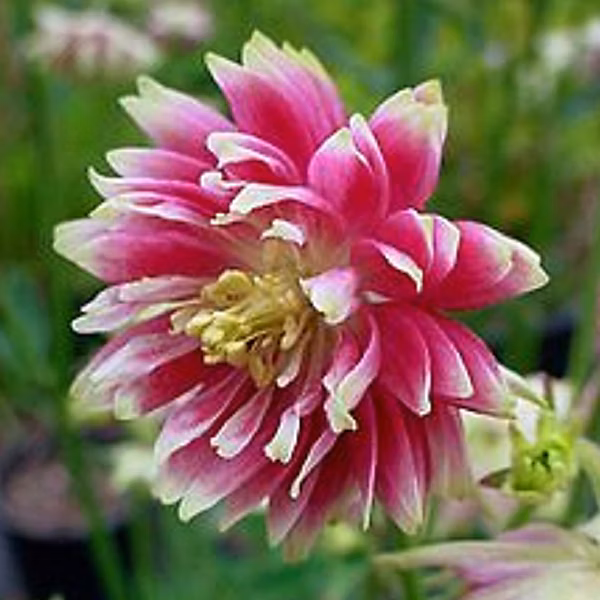 6 x Ancolie 'Nora Barlow' | Aquilegia 'Nora Barlow' – godet 9cm x 9cm