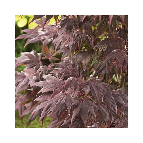 Erable du Japon (ACER PALMATUM ATROPURPUREUM ) Le pot de 30 litres