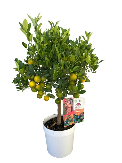 Calamondin. Le pot de 5 litres, forme 1/4 tige