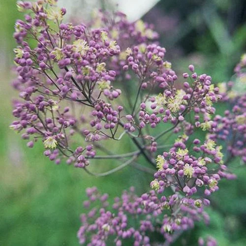 Pigamon anne Thalictrum anne