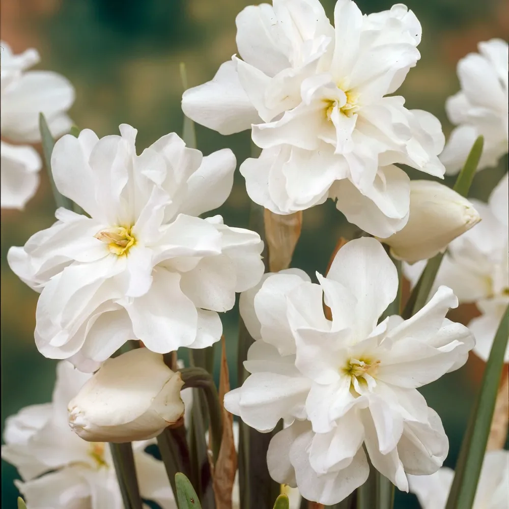 5 Narcisses Albus plenus Narcissus 'albus plenus'