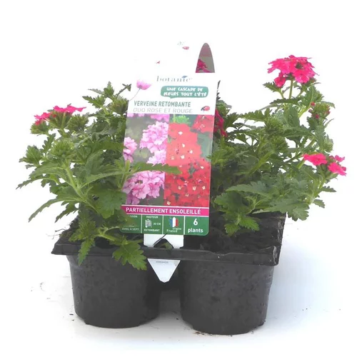 Verveine retombante rose - Le pack de 6 plants