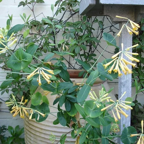 Lonicera Sempervirens John Clayton en pot de 4 L
