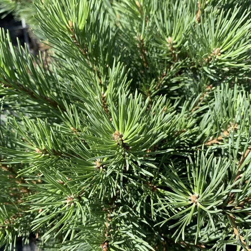 Pin sylvestre nain Watereri. Le pot de 20 litres, forme ¼ tige