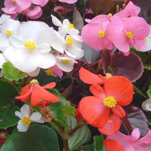 Begonia A Massif. Le pack de 4 plants