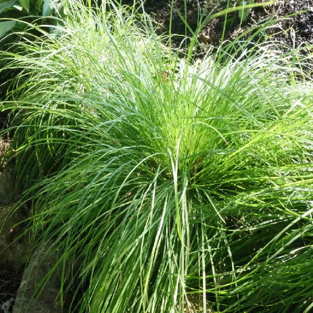 Laîche des montagnes - Carex Carex montana