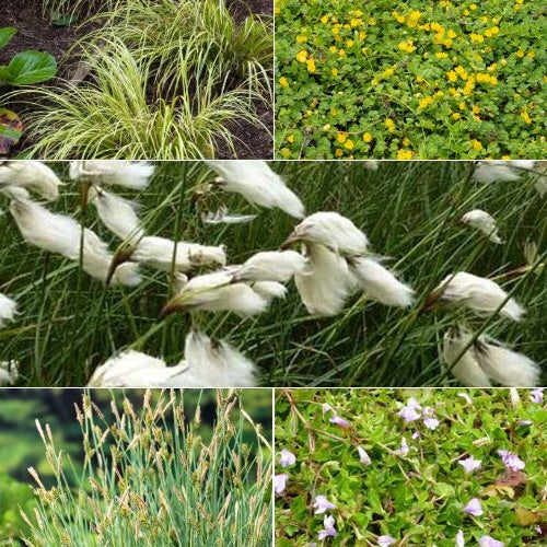 5 plantes de bassin favorables aux insectes en mélange Acorus, Carex, Eriophorum, Mazus, Lysimachia, Thulbachia