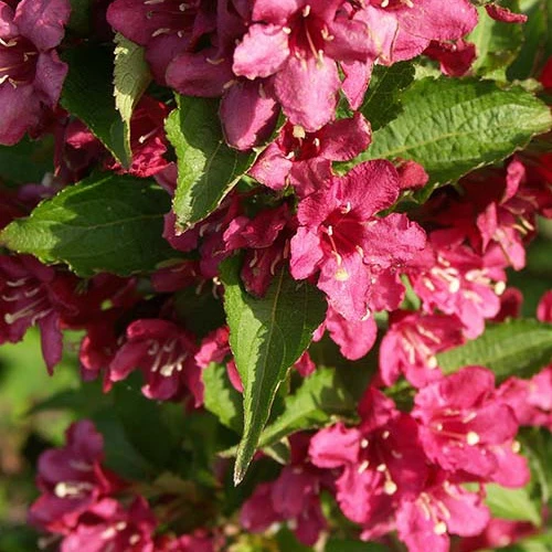 Weigélia Nain Rouge® Courtanin Weigela nain rouge ® courtanin