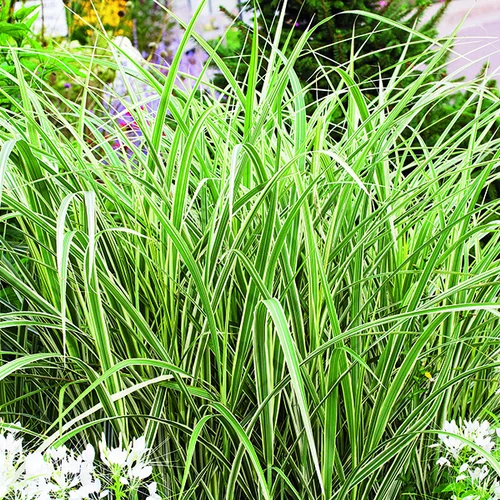 Miscanthus sinensis Variegatus vert botanic®. Le pot de 2 litres