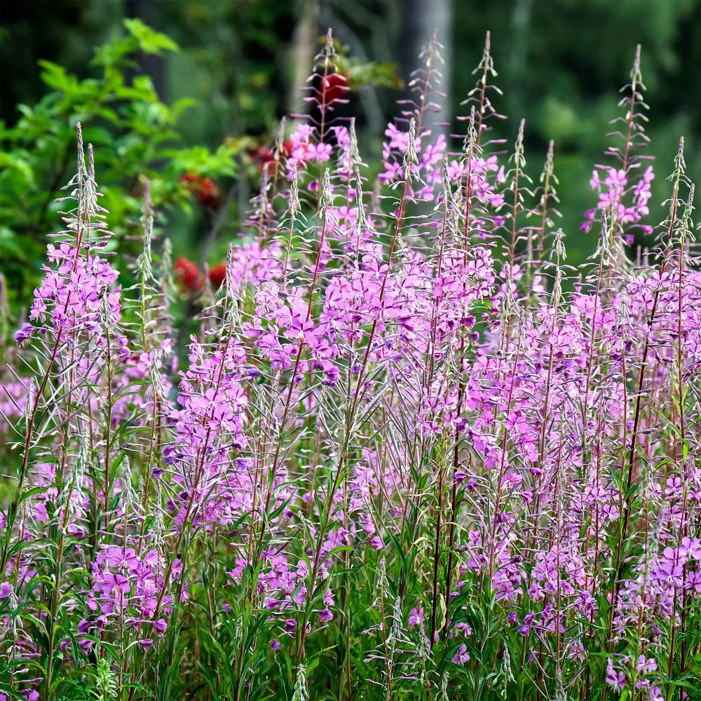 Épilobe Epilobium angustifolium
