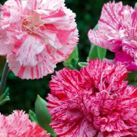 Oeillets des fleuristes Fantasy Picotée en mélange Dianthus caryophyllus