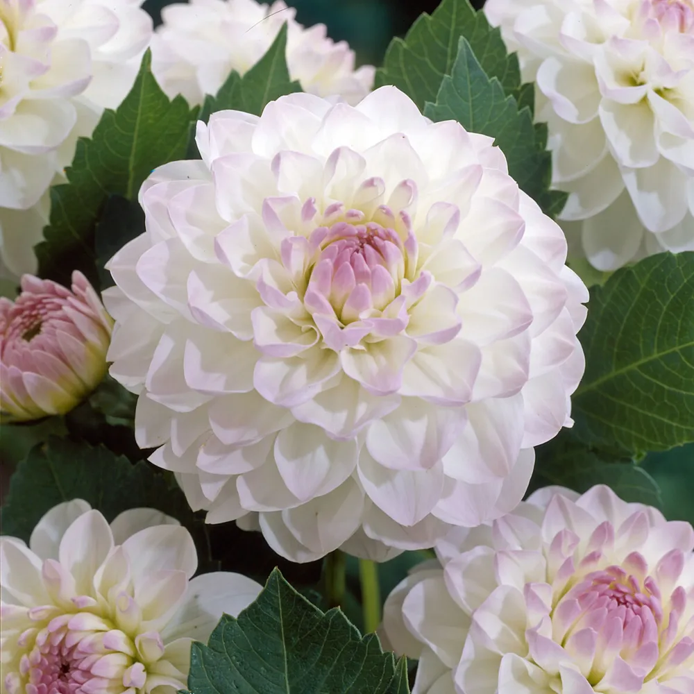 Dahlia Ball Evelyne Dahlia Ball Evelyne
