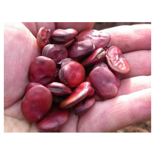 Labboon Red Epicure