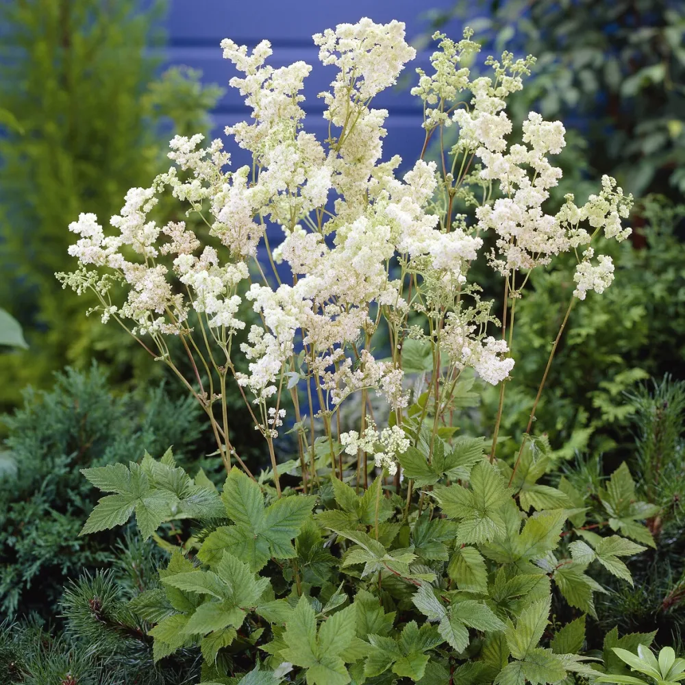 Reine des près Plena Filipendula ulmaria Plena