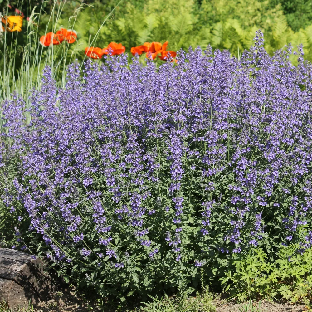 Nepeta - Chataires Nepeta faassenii
